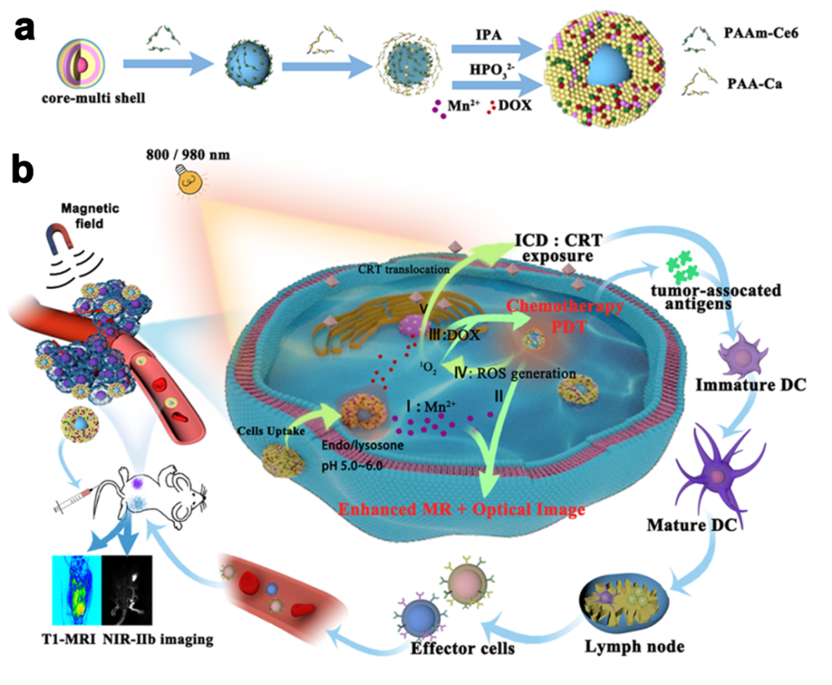 Researchers Enabled a Precise Antitumor Strategy via Photoswitchable Lanthanide-Doped Nanoparticles