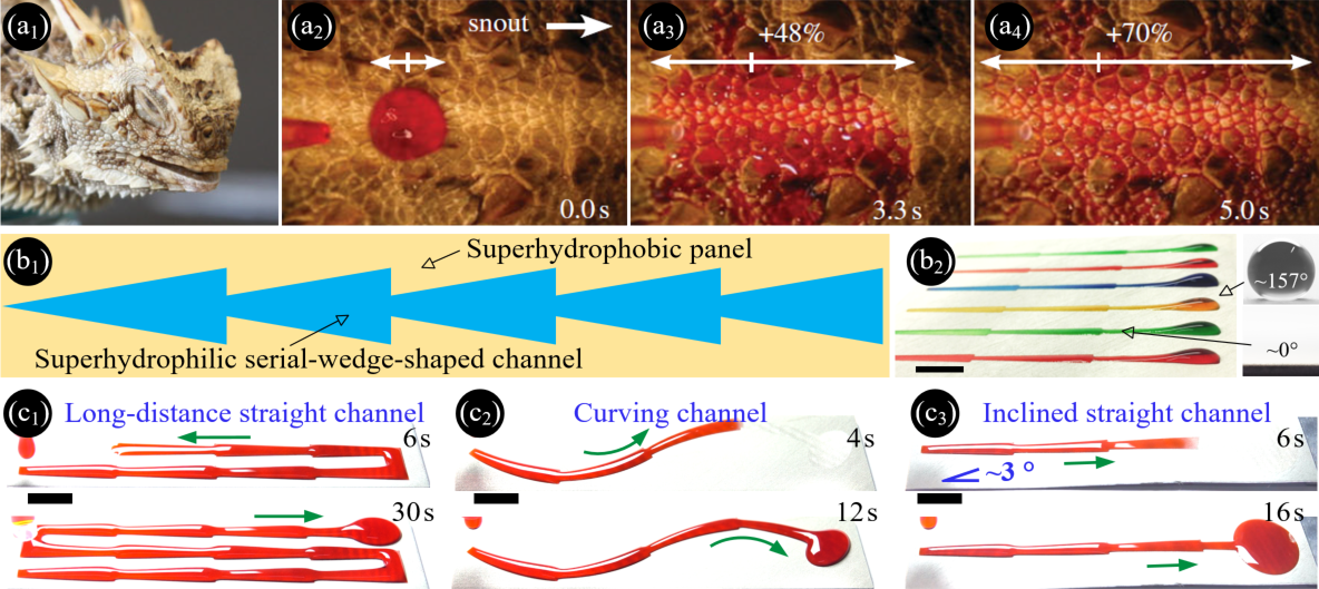 Researchers Proposed a Bioinspired Surface for Power-Free Water Transportation