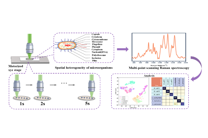 Multi-point Scanning Confocal Raman Spectroscopy Improves Microbial Identification Accuracy