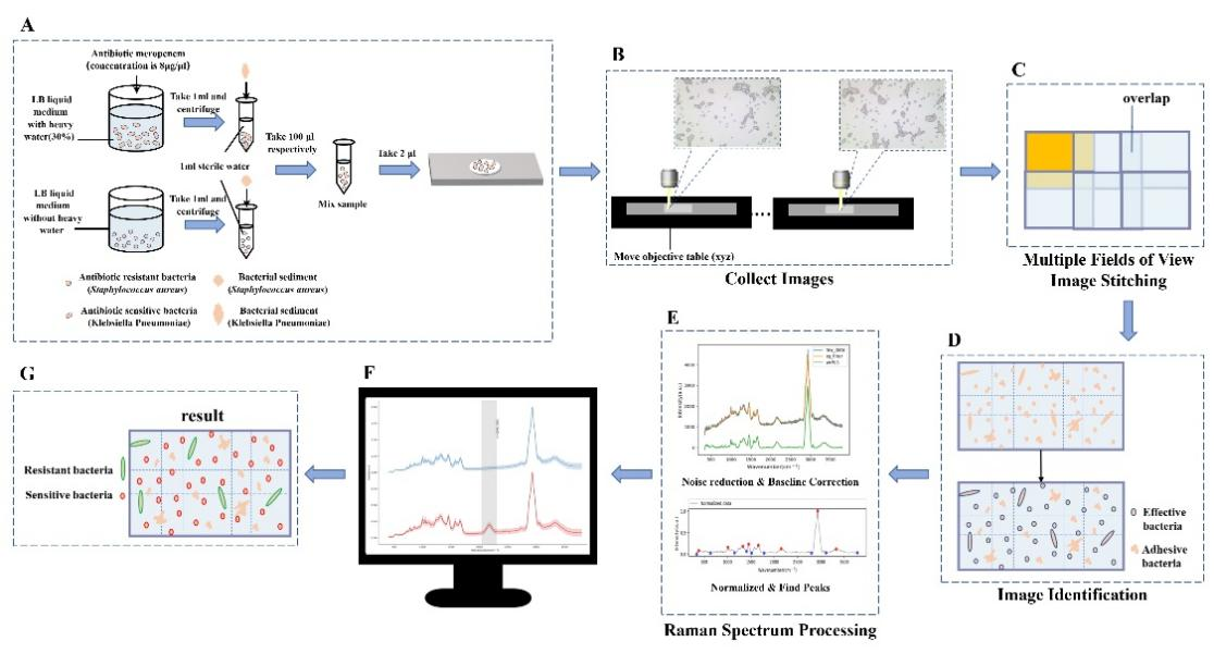 Rapid Detection and Analysis of Raman Spectra of Bacteria in Multiple Fields of View Based on Image Stitching Technique